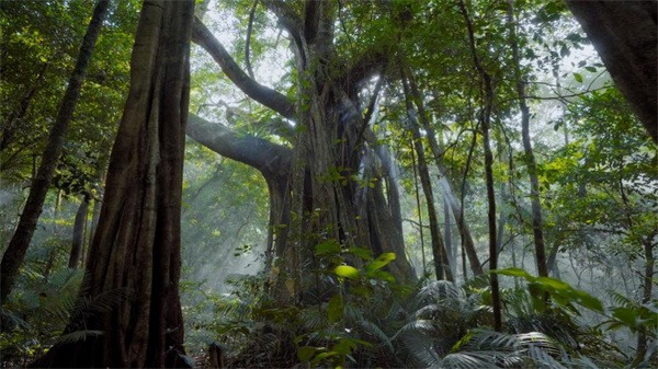 中国电视-《中国海南·雨林秘境》：故事化讲述 万物生灵