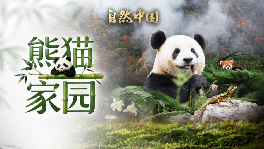 中国电视-《自然中国》之《熊猫家园》