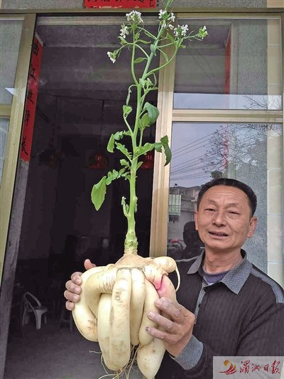 图为洋埭村村民在展示巨型萝卜。