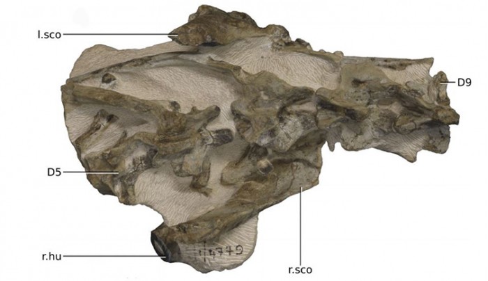 ngwevu-intoloko-skeleton.jpg