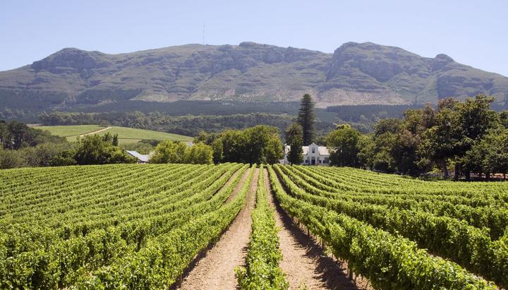South Africa welcomes exceptional wine harvest (and it's a whopper)