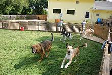 Court orders dog, puppy daycare centre to close due to continuous barking -  ZimGazette