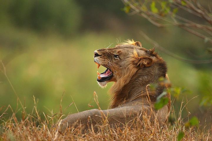 Six lions put down after killing cows, losing 'fear of human beings' |  News24